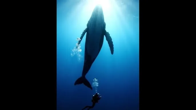 九阳商用豆浆机价格 - 深蓝星球：探索海洋深处的未知世界